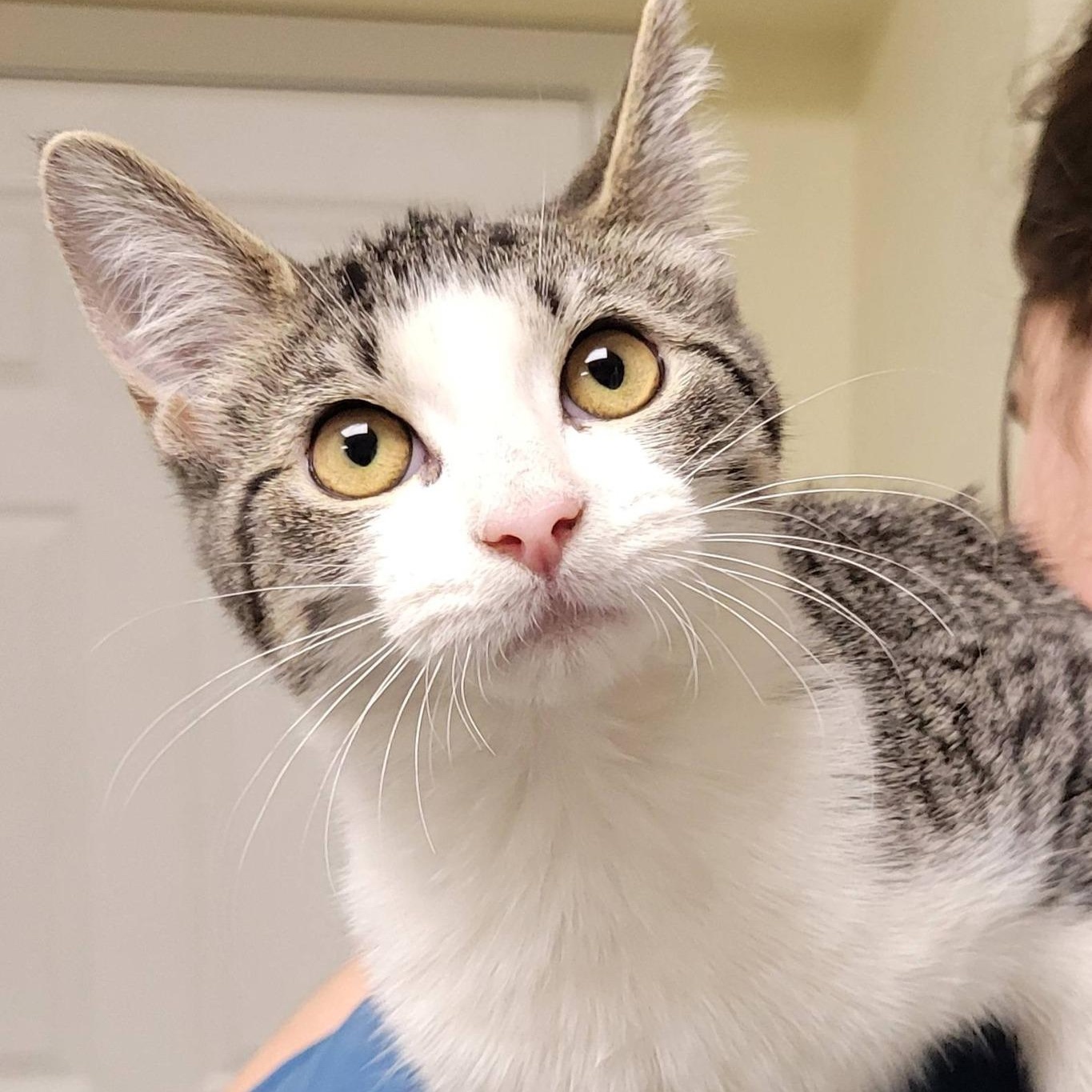 Enlarge Elodie, an adopted Tabby in Mazon, IL image 1/1