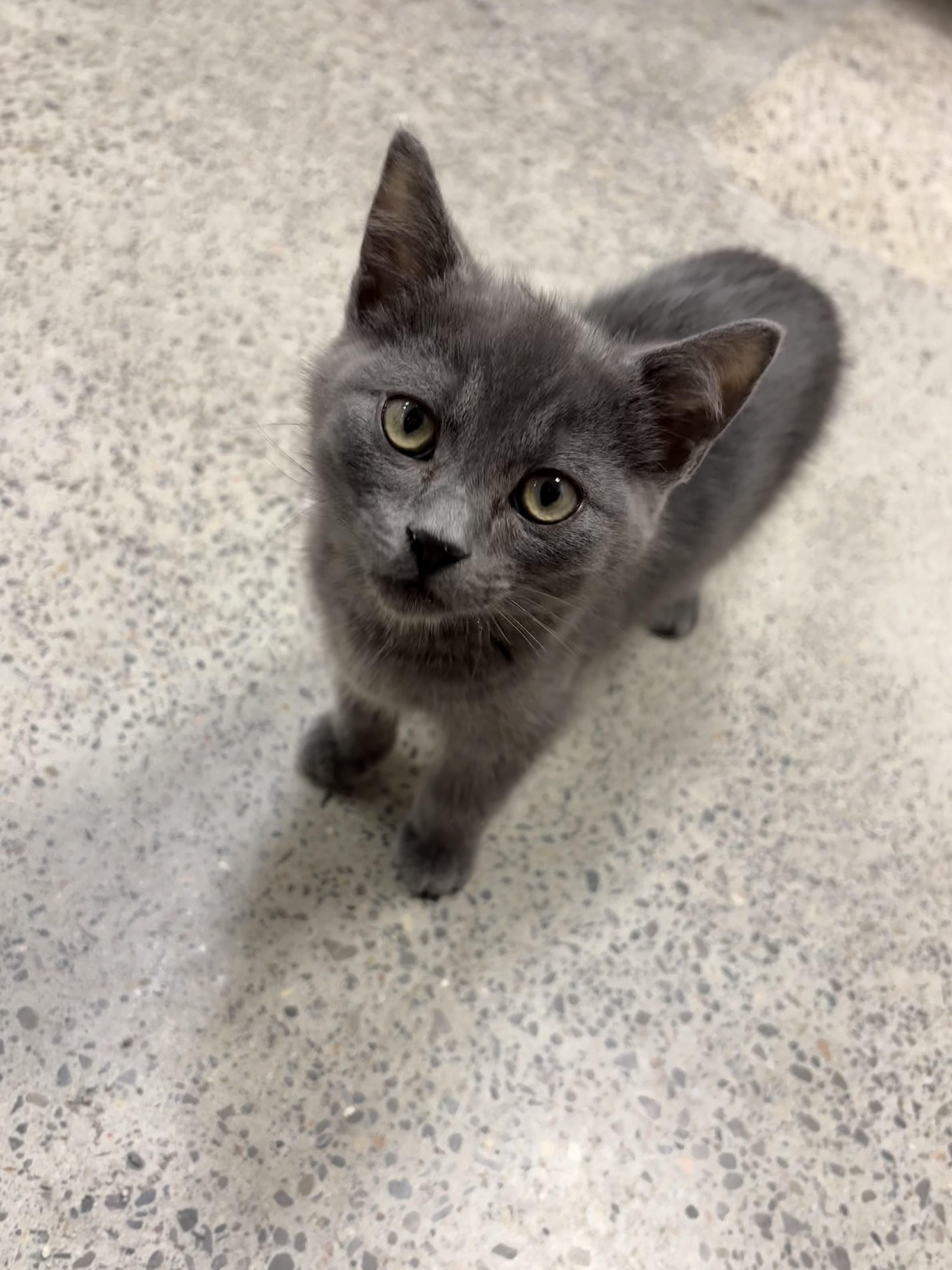 Mistoffelees, Adoptable, Kitten Male Domestic Short Hair.