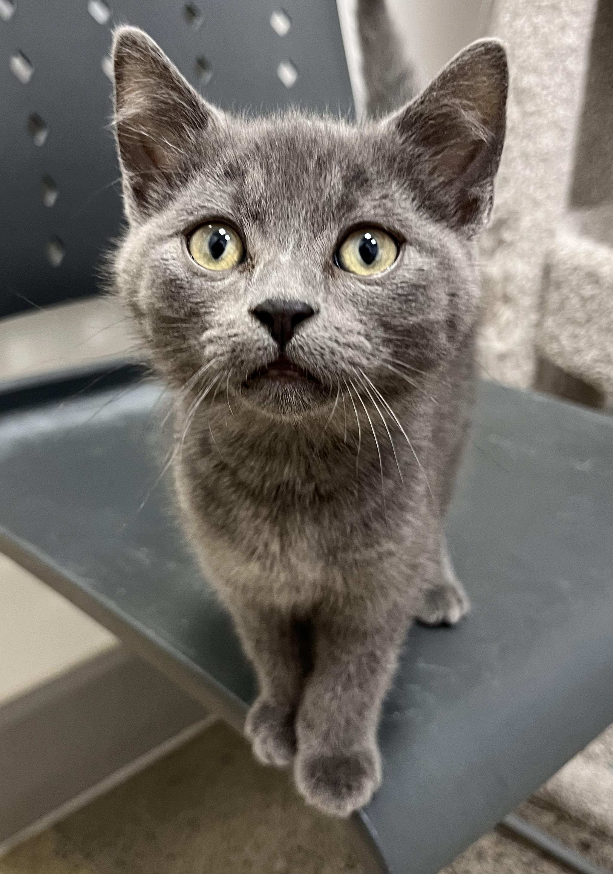 Enlarge Mistoffelees, a Adoptable Domestic Short Hair in Pickering, ON image 2/2