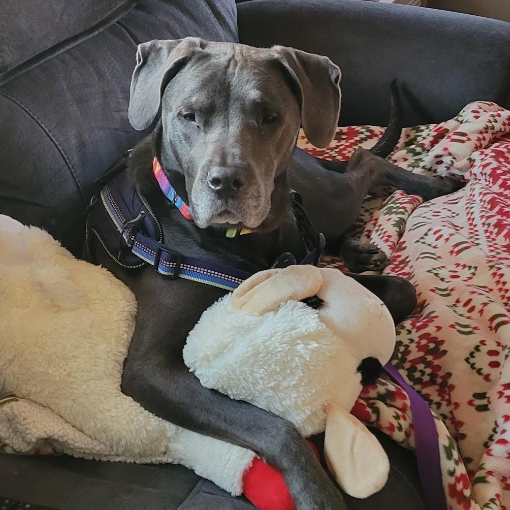 Clarice (Foster), Adoptable, Adult Female Mixed Breed.