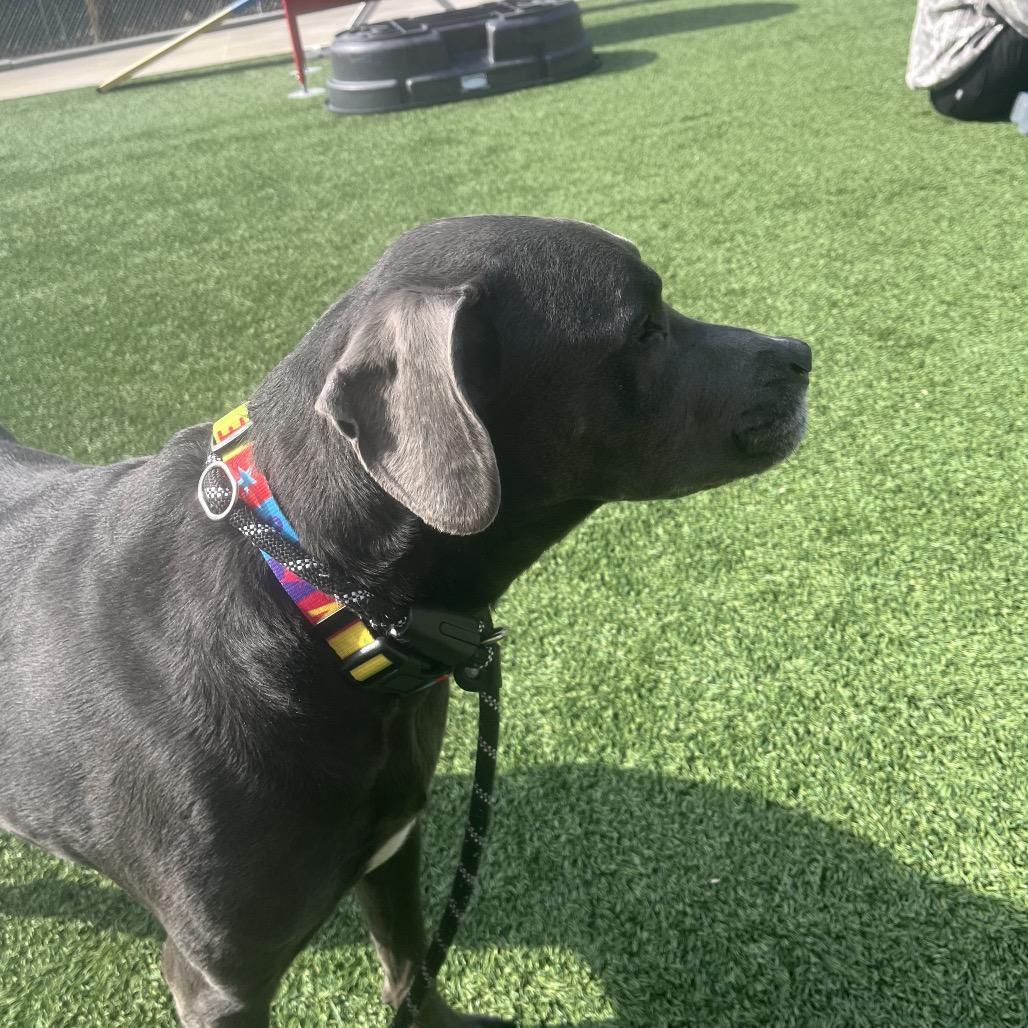 Clarice, Adoptable, Adult Female Mixed Breed.