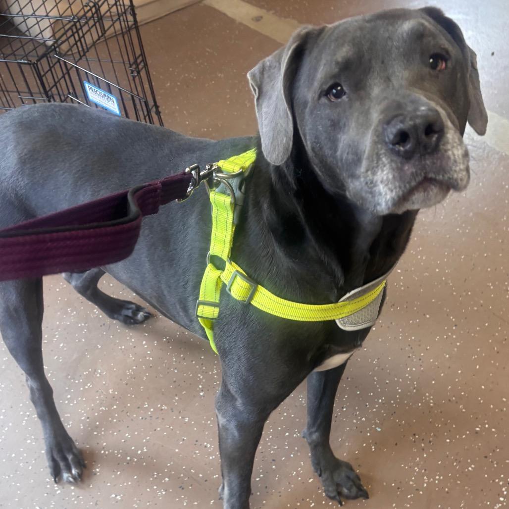 Enlarge Clarice, a Adoptable Mixed Breed in Belleville, IL image 2/4