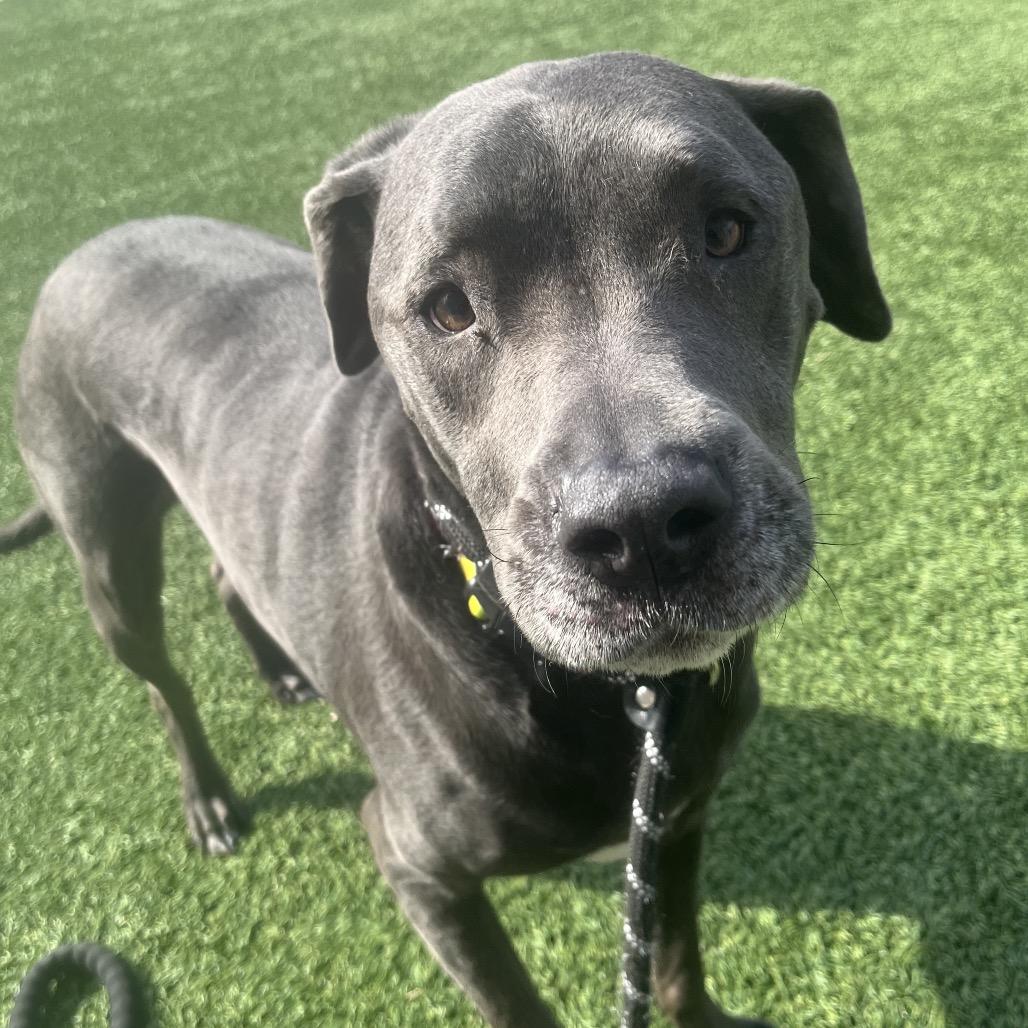 Enlarge Clarice, a Adoptable Mixed Breed in Belleville, IL image 3/4