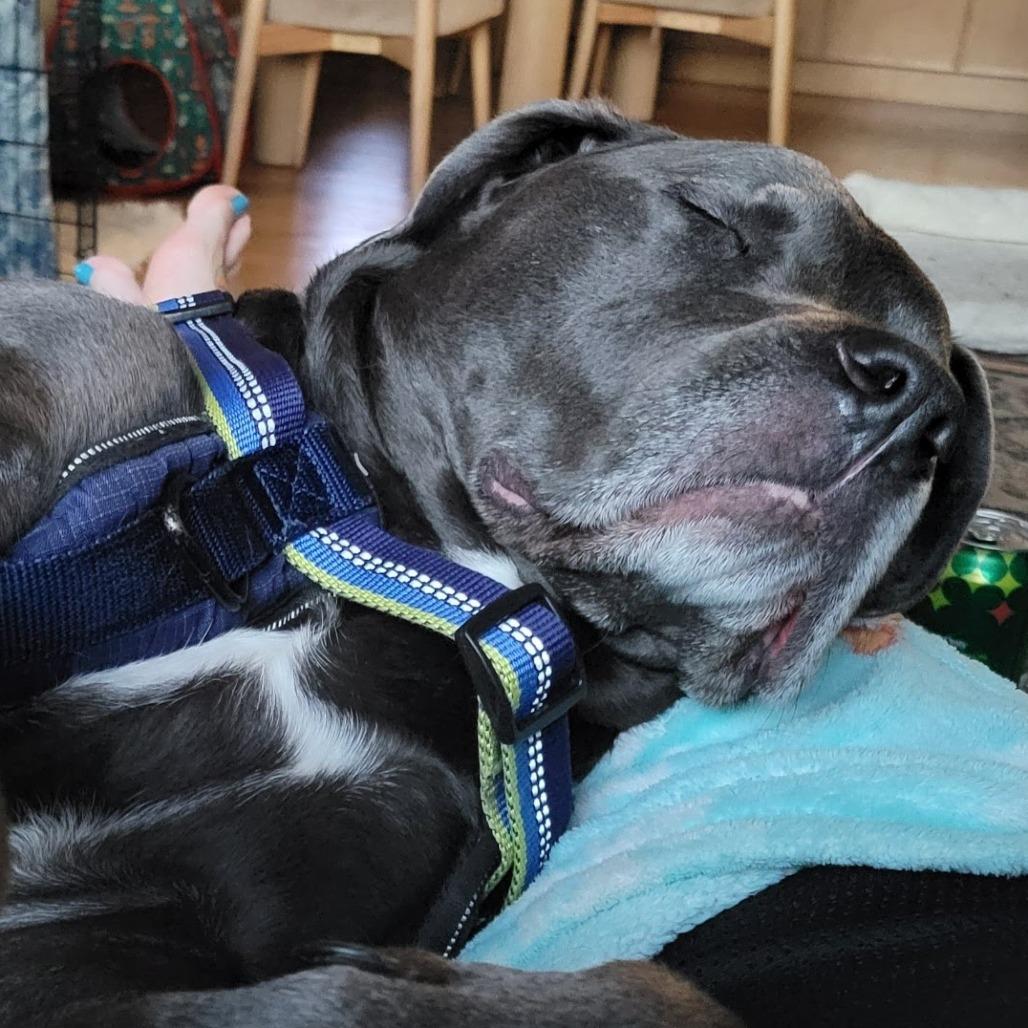 Enlarge Clarice (Foster), a Adoptable Mixed Breed in Belleville, IL image 5/6