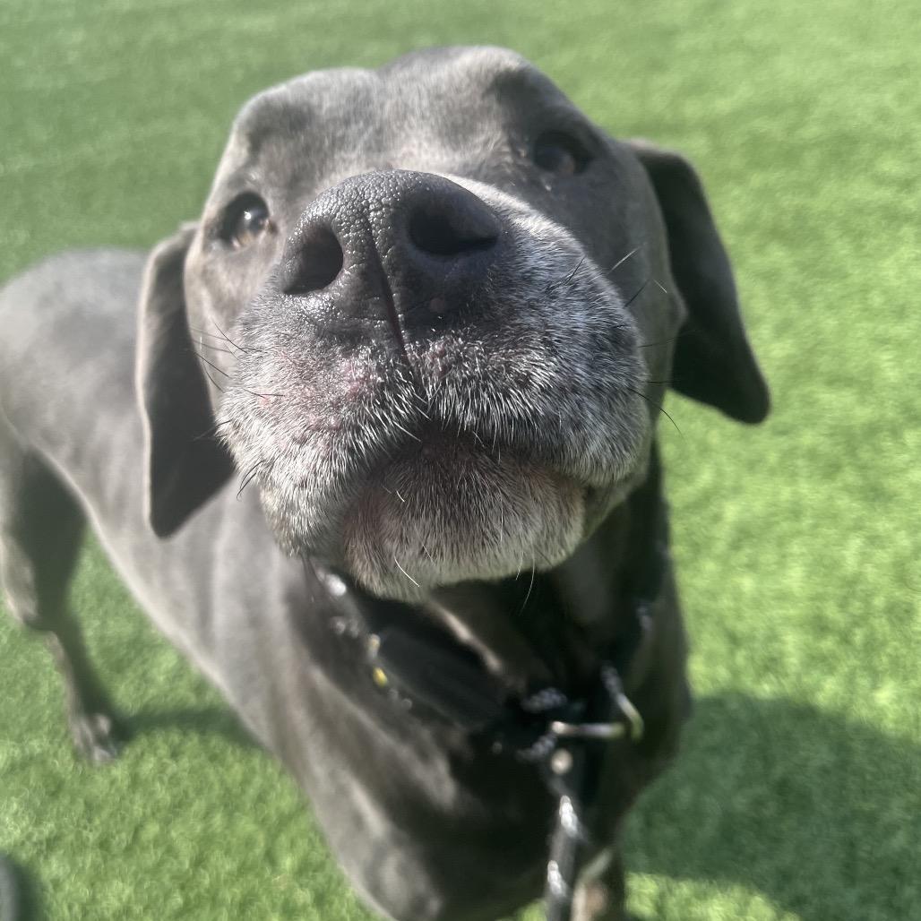 Enlarge Clarice, a Adoptable Mixed Breed in Belleville, IL image 4/4