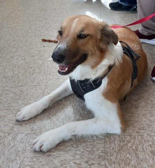 Sandy, a Adoptable mixed breed in Terrell, TX image 4/4