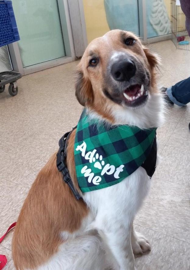 Sandy, Adoptable, Adult Female Collie & Great Pyrenees.