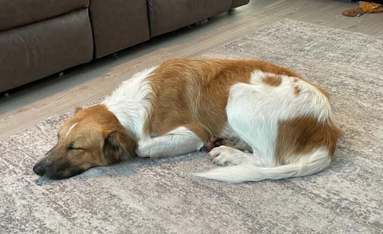 Sandy, a Adoptable mixed breed in Terrell, TX image 3/4