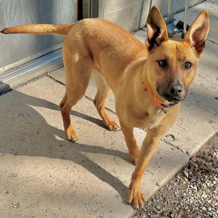 Tigger, an adoptable German Shepherd Dog in Lincoln, MI, 48742 | Photo Image 2