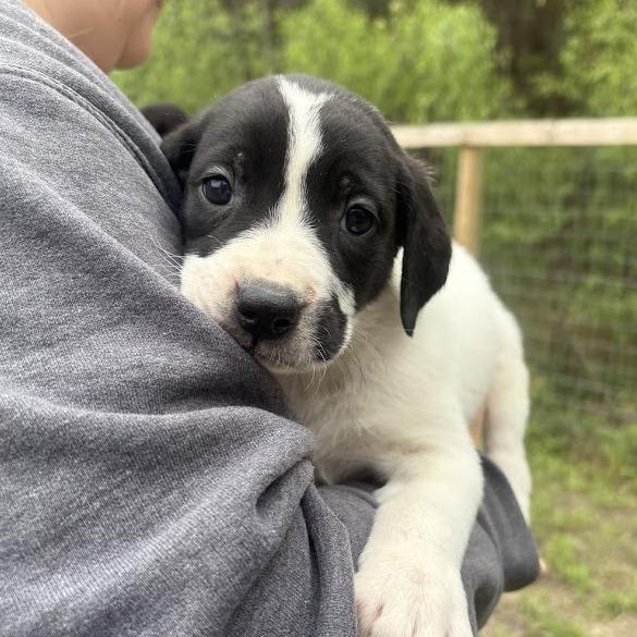The Cure, Adoptable, Puppy Female Labrador Retriever.