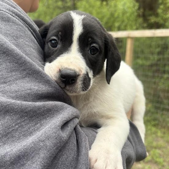 Enlarge The Cure, a Adoptable mixed breed in North Charleston, SC image 2/5