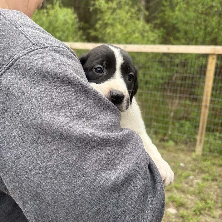 Enlarge The Cure, a Adoptable mixed breed in North Charleston, SC image 3/5