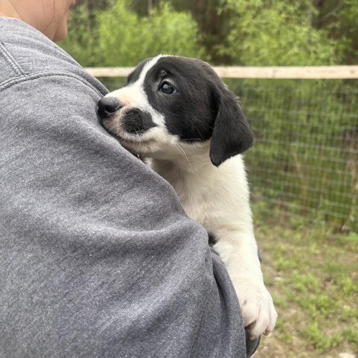 Enlarge The Cure, a Adoptable mixed breed in North Charleston, SC image 4/5