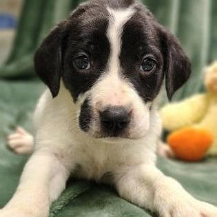 Enlarge The Cure, a Adoptable mixed breed in North Charleston, SC image 5/5