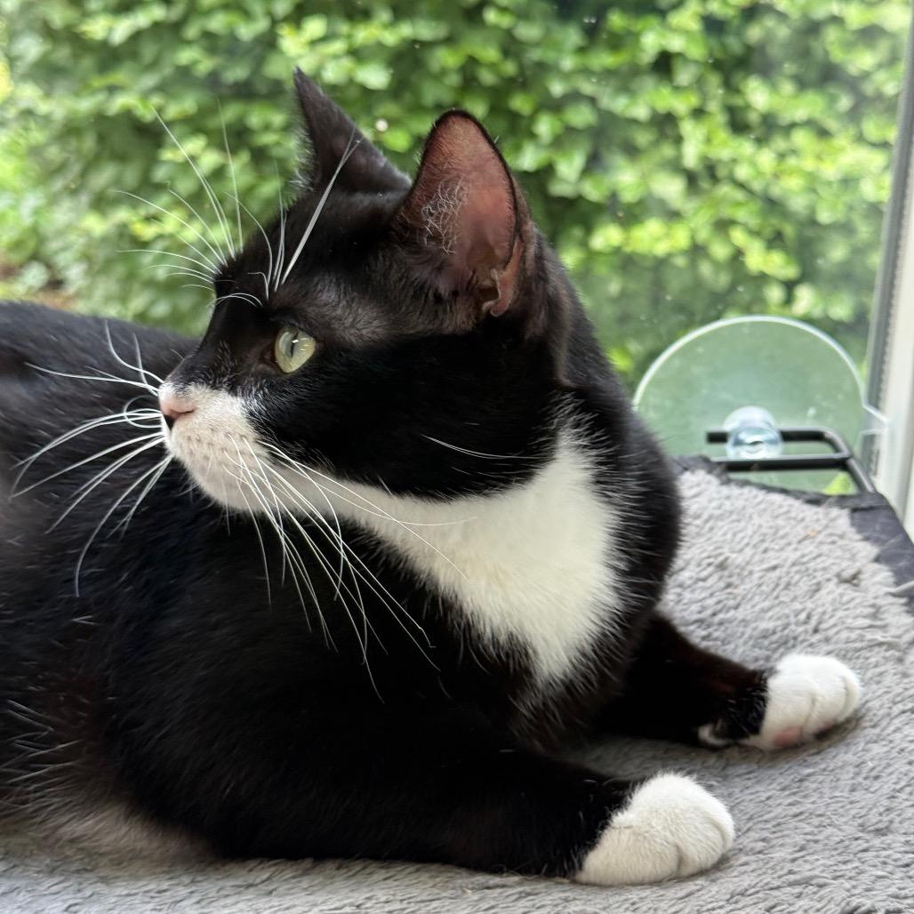 Ponyo, a Adoptable Domestic Short Hair in New Fairfield, CT image 1/6