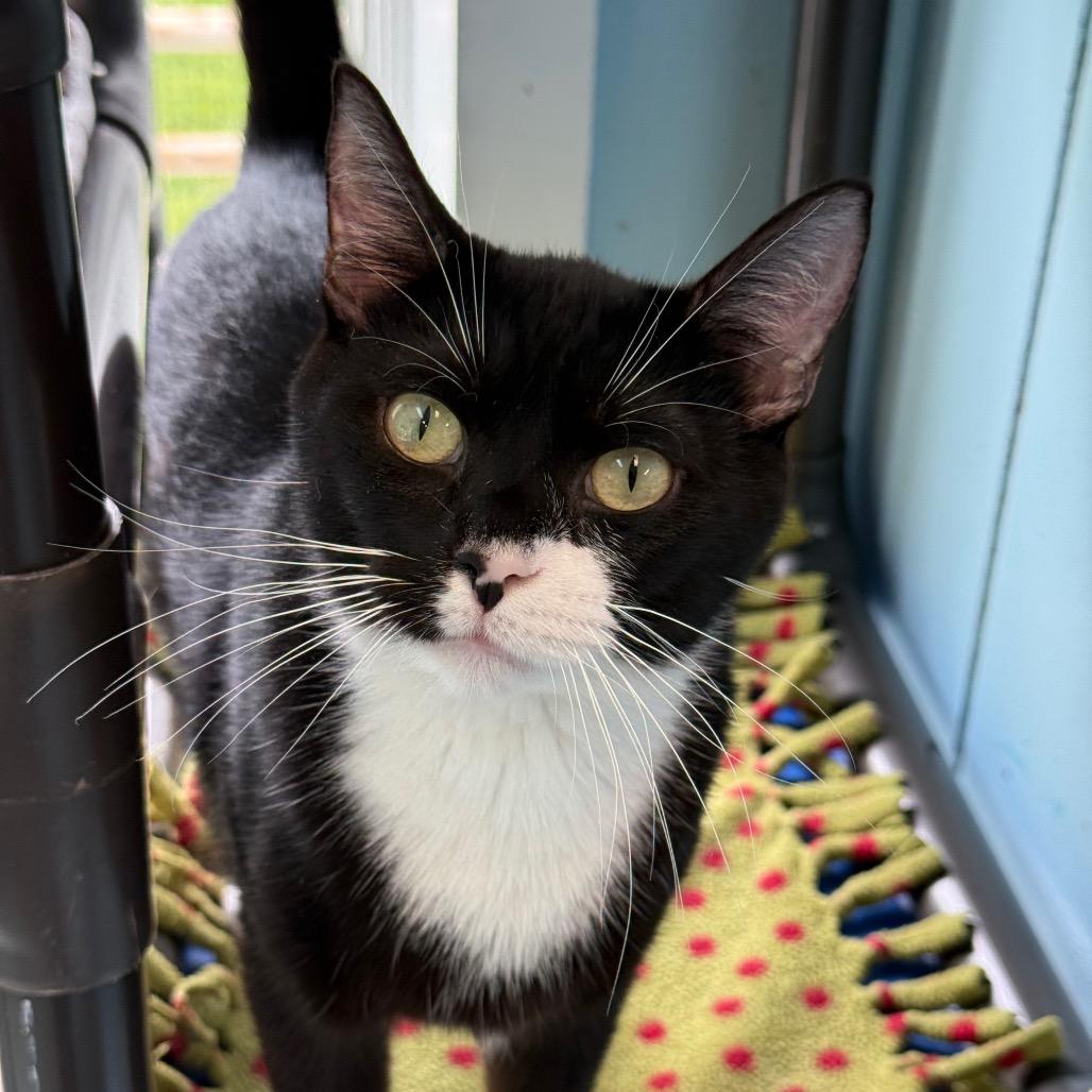 Ponyo, a Adoptable Domestic Short Hair in New Fairfield, CT image 2/6