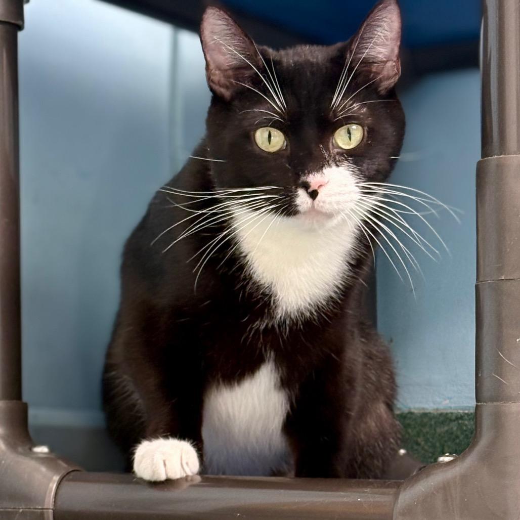 Ponyo, a Adoptable Domestic Short Hair in New Fairfield, CT image 3/6