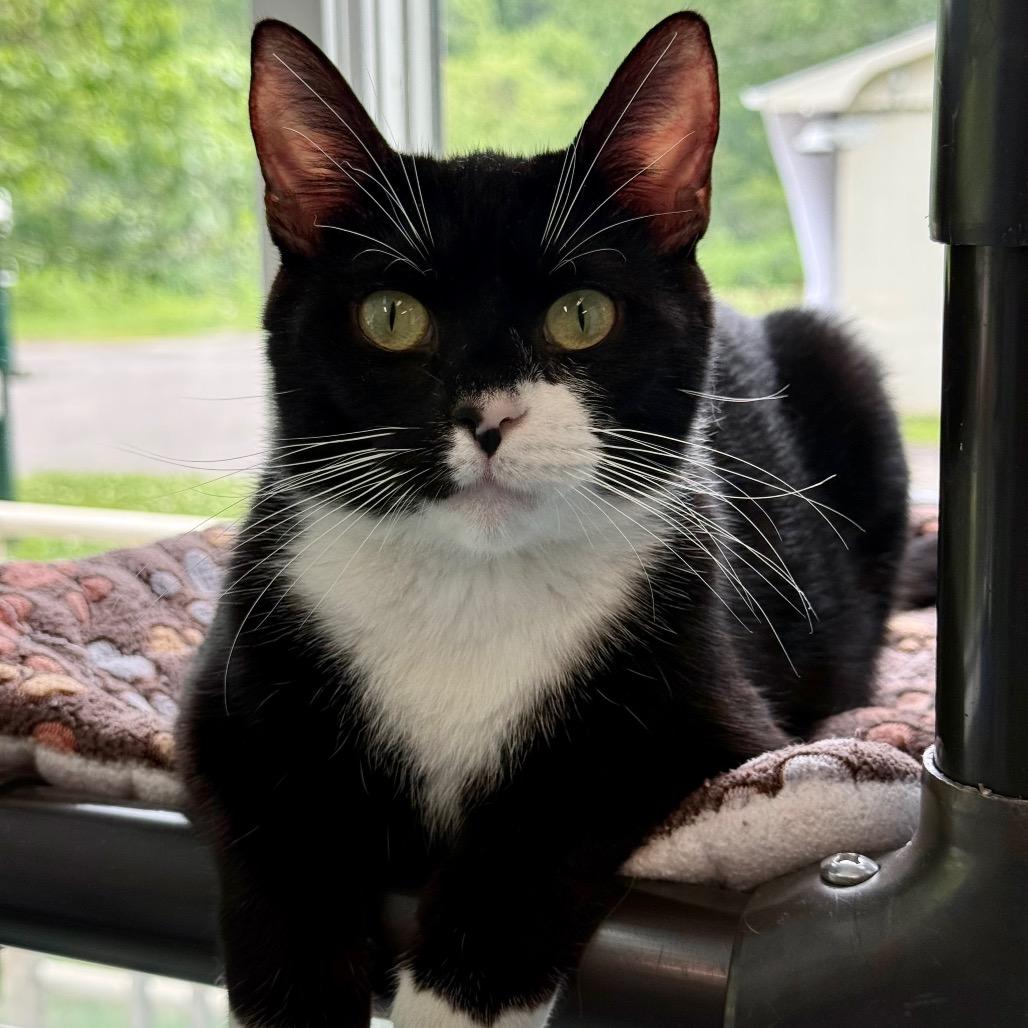 Ponyo, a Adoptable Domestic Short Hair in New Fairfield, CT image 4/6