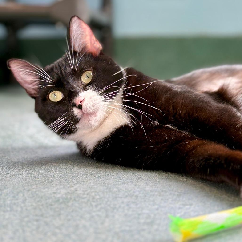 Ponyo, a Adoptable Domestic Short Hair in New Fairfield, CT image 5/6