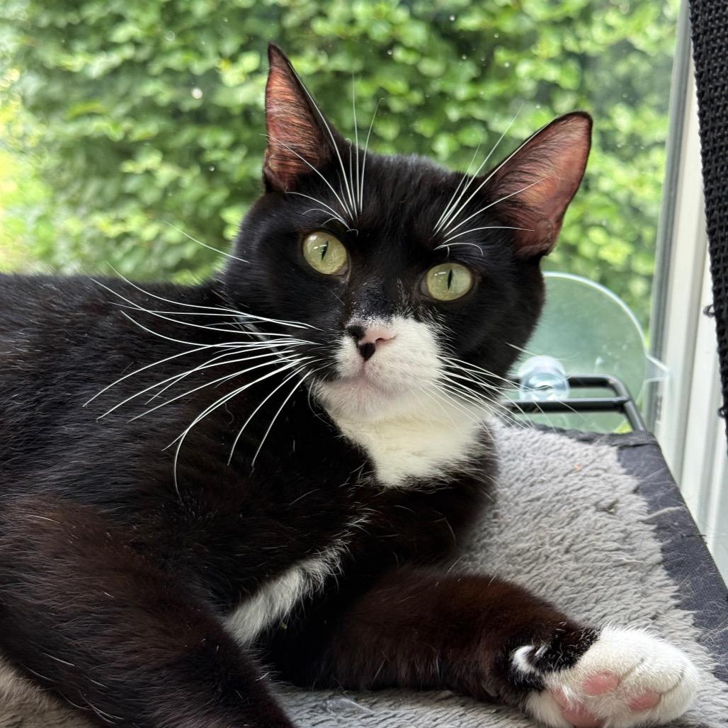 Ponyo, a Adoptable Domestic Short Hair in New Fairfield, CT image 6/6