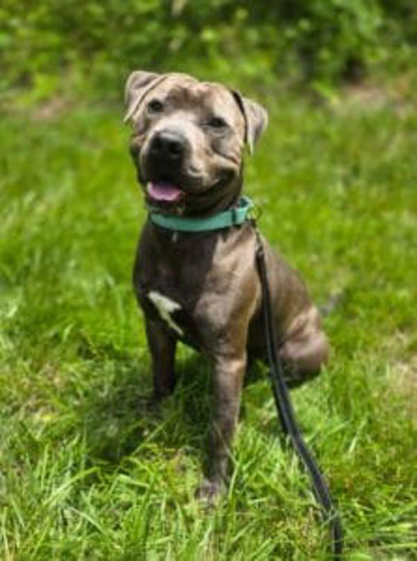 Enlarge Baloo, a Adoptable mixed breed in Salisbury, MD image 1/1