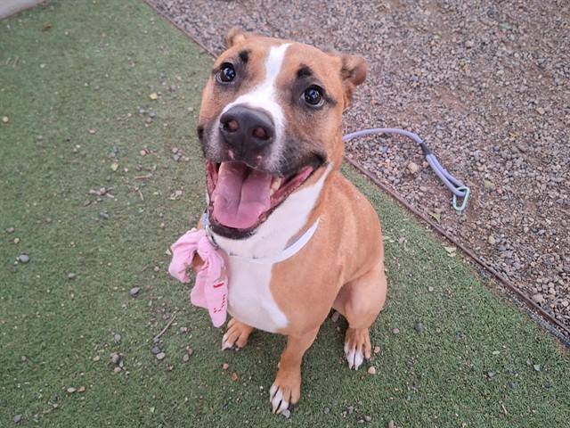 Enlarge TATER TOT, a Adoptable mixed breed in Phoenix, AZ image 1/1