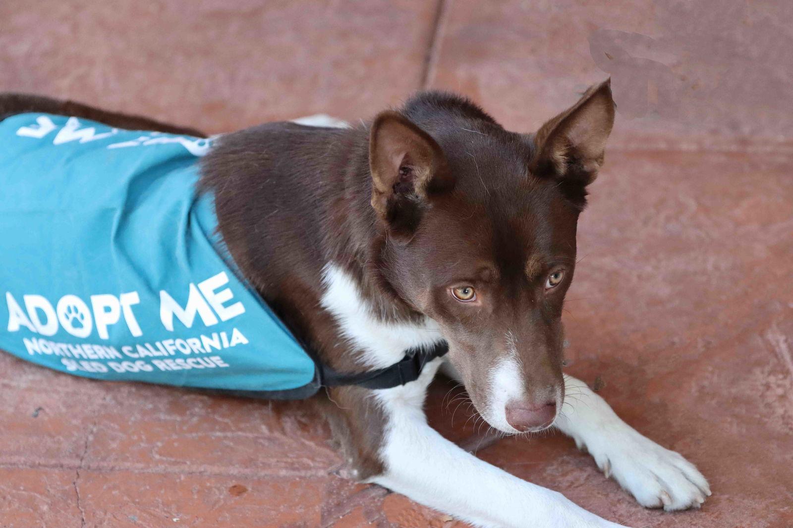 Enlarge Mocha, a Adoptable mixed breed in Walnut Creek, CA image 1/3