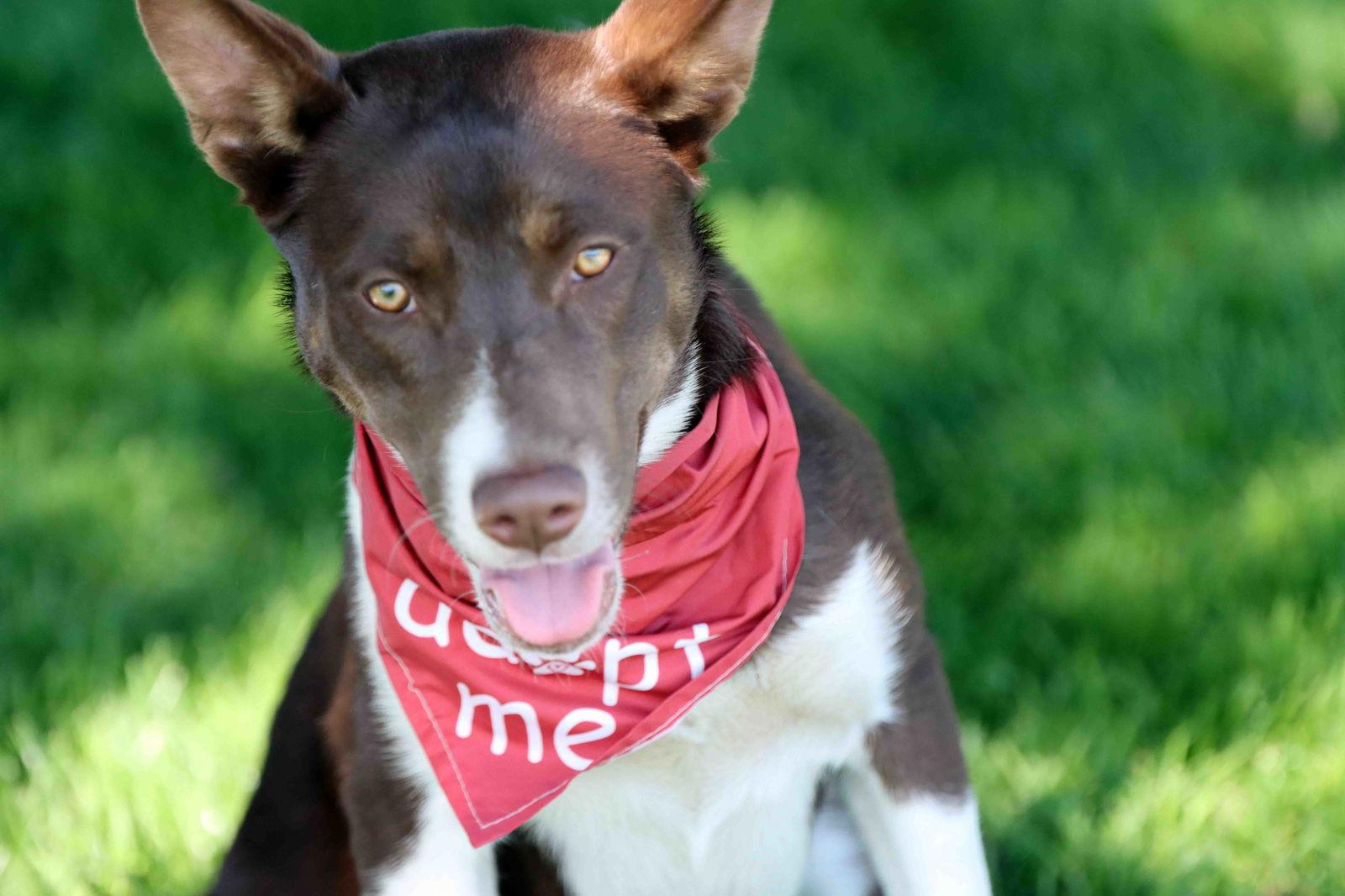 Enlarge Mocha, a Adoptable mixed breed in Walnut Creek, CA image 2/3