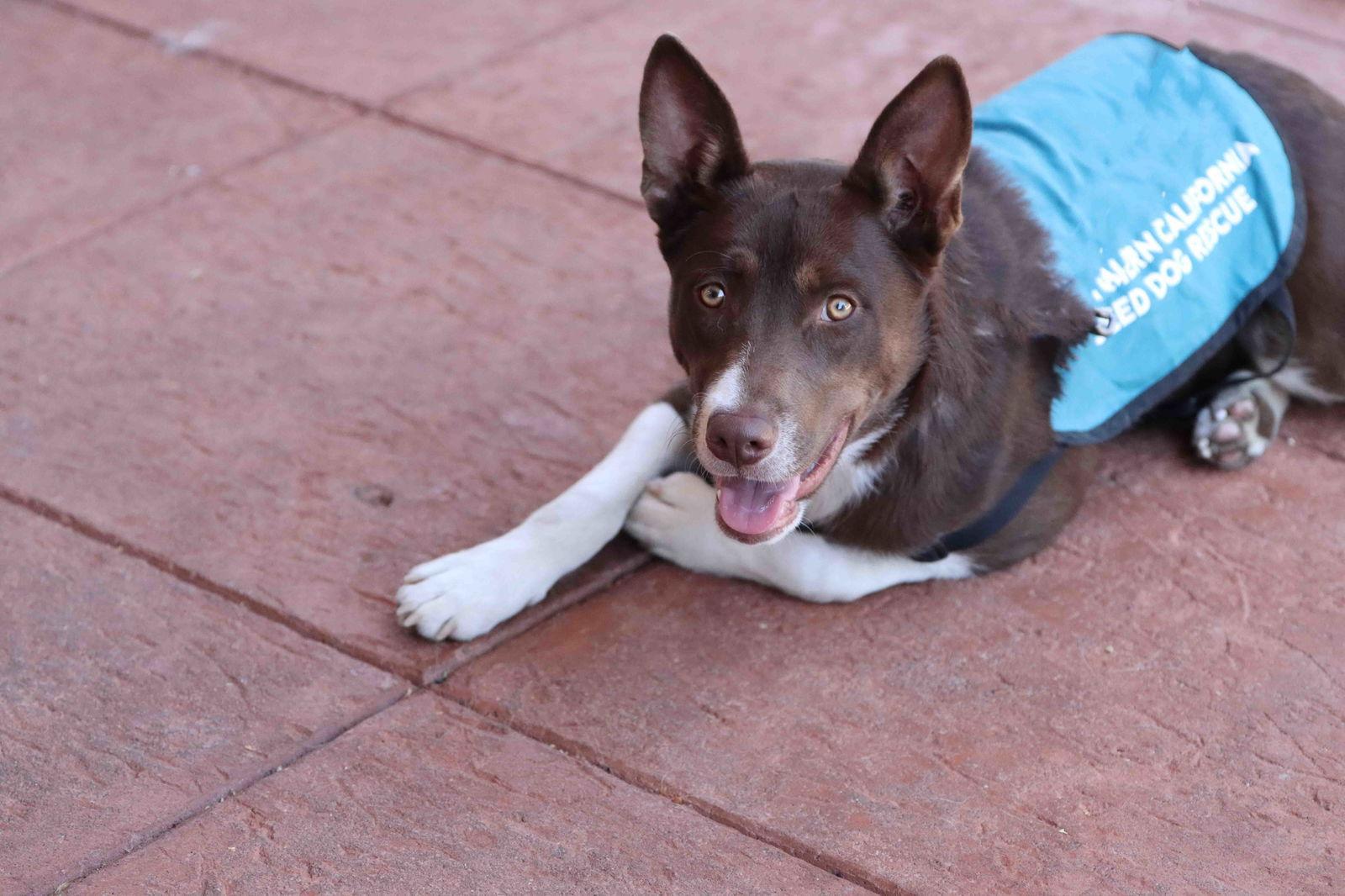 Enlarge Mocha, a Adoptable mixed breed in Walnut Creek, CA image 3/3