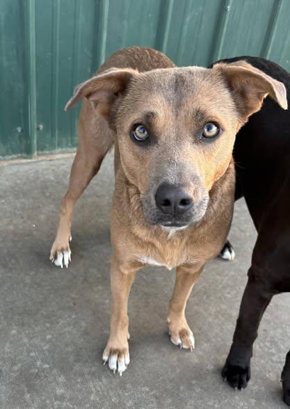 Enlarge Journee, a ADOPTABLE mixed breed in Okemah, OK image 2/6