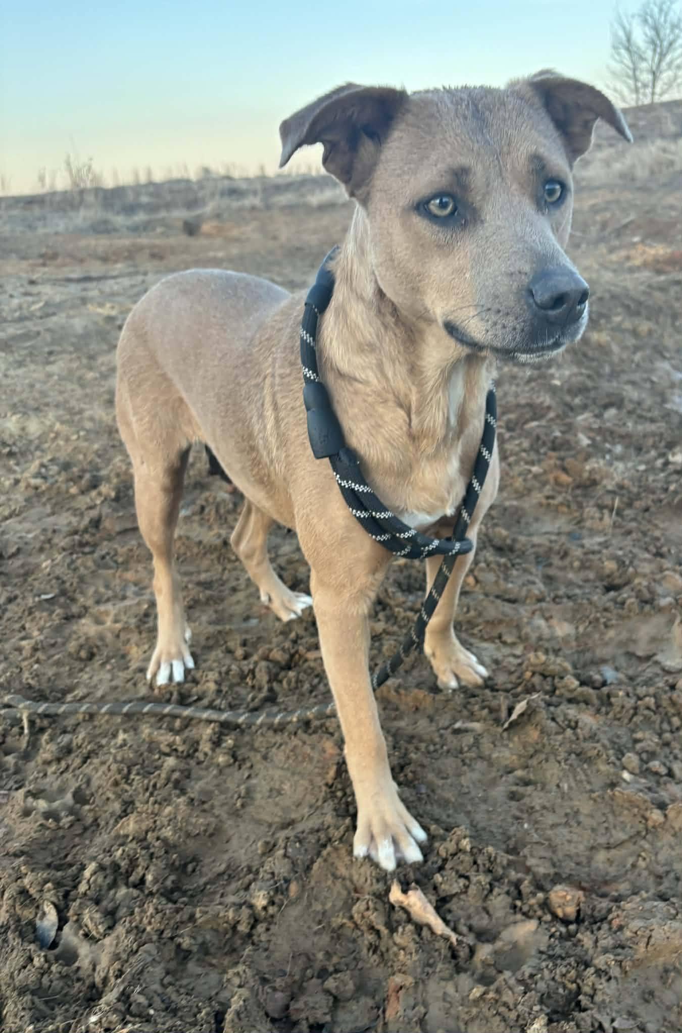 Enlarge Journee, a ADOPTABLE mixed breed in Okemah, OK image 6/6