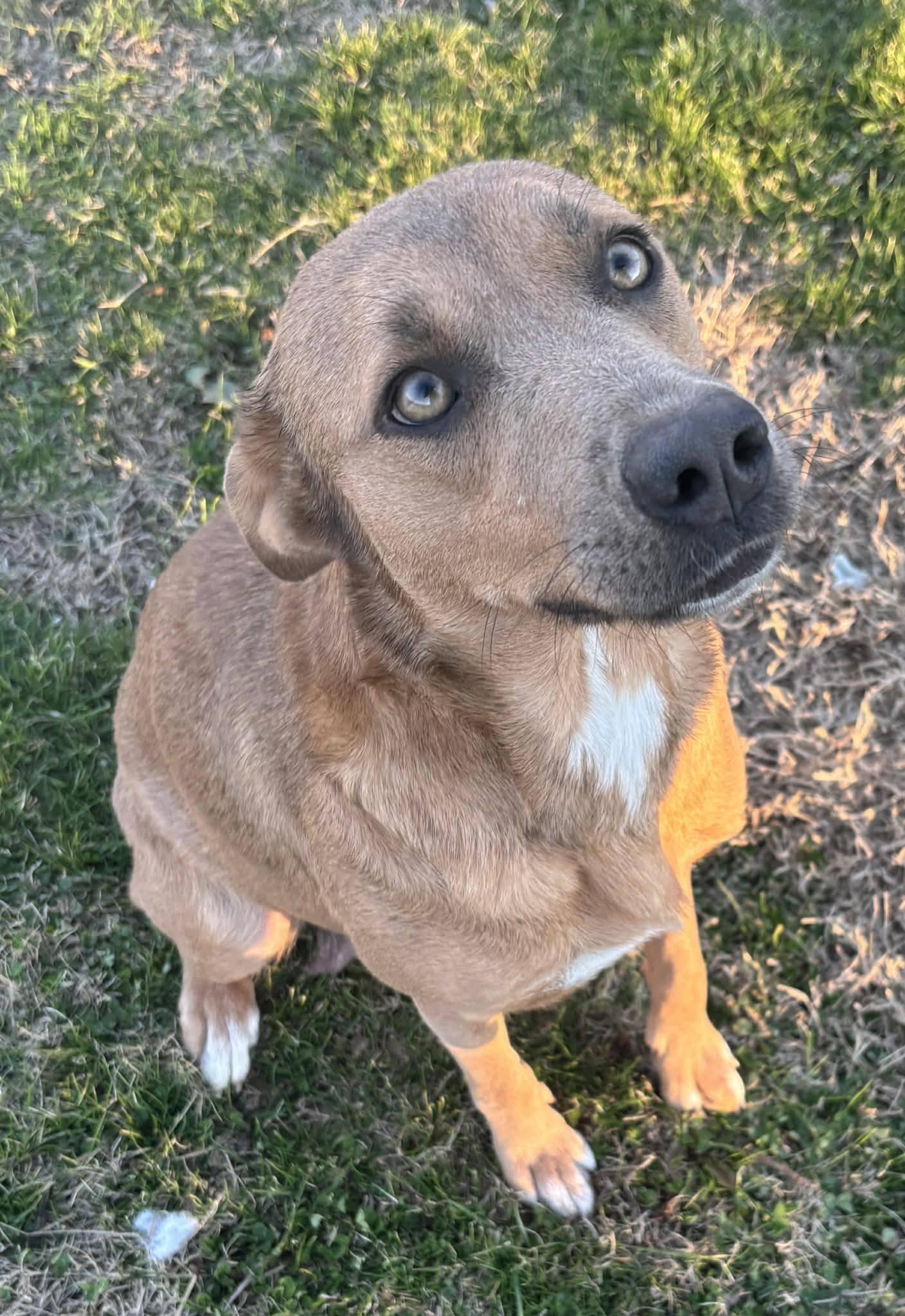Enlarge Journee, a ADOPTABLE mixed breed in Okemah, OK image 5/6