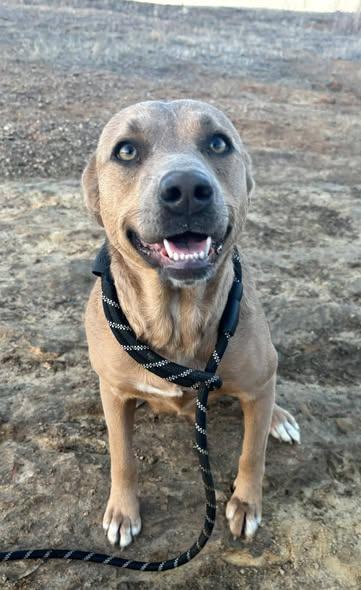 Journee, ADOPTABLE, Young Female Mixed Breed.