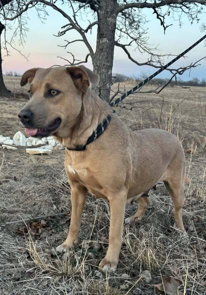 Enlarge Journee, a ADOPTABLE mixed breed in Okemah, OK image 4/6