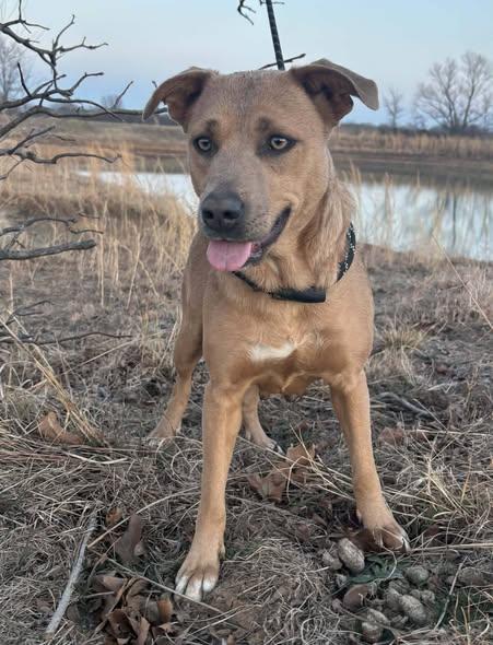 Enlarge Journee, a ADOPTABLE mixed breed in Okemah, OK image 3/6