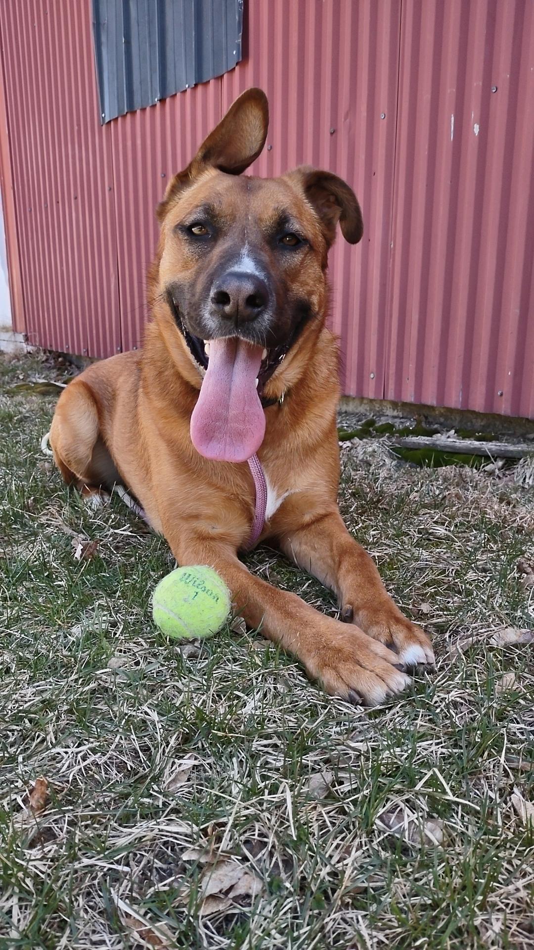 Enlarge Bellah, a Adoptable German Shepherd Dog in Lake Odessa, MI image 2/6