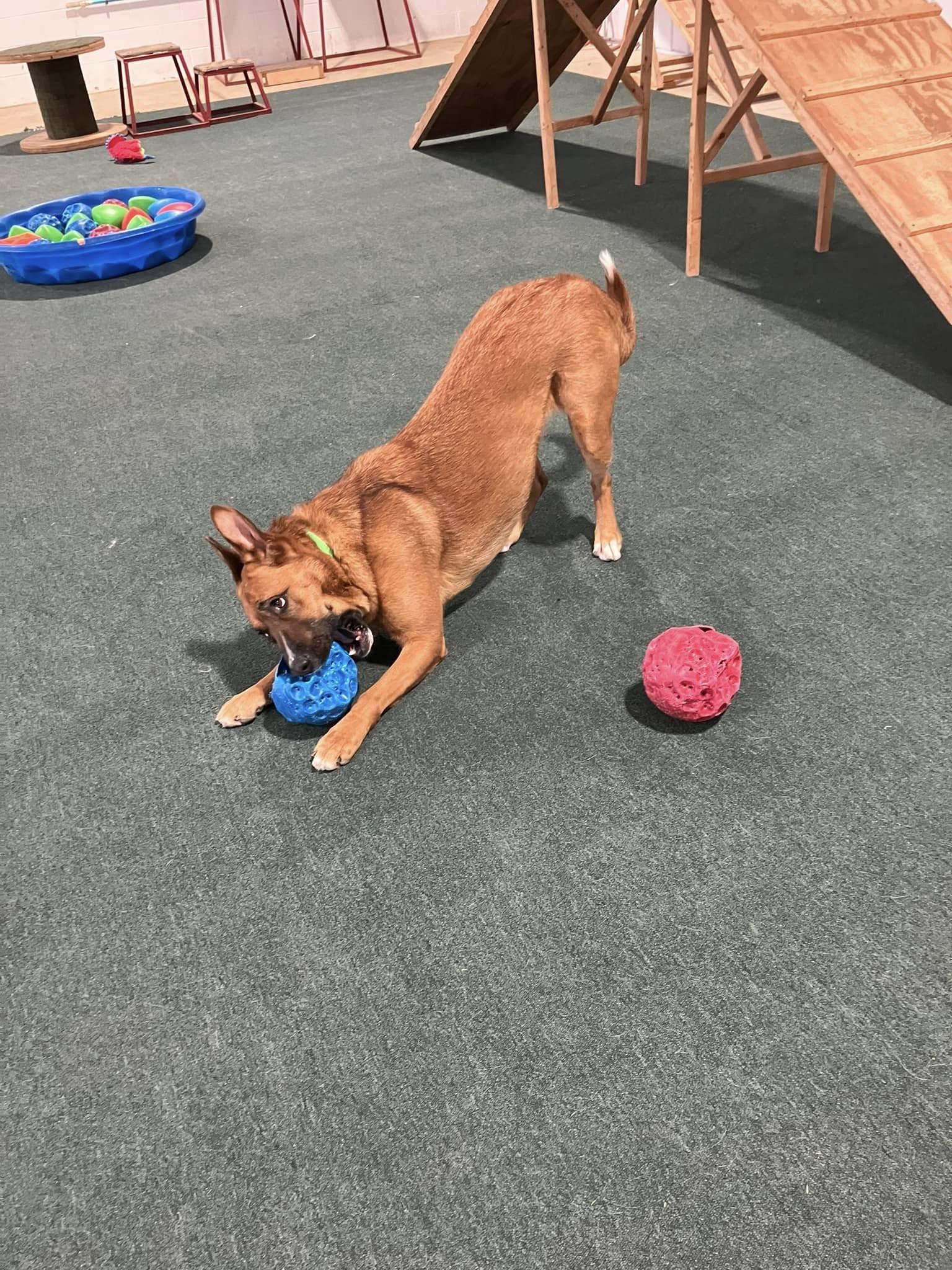 Enlarge Bellah, a Adoptable German Shepherd Dog in Lake Odessa, MI image 4/6