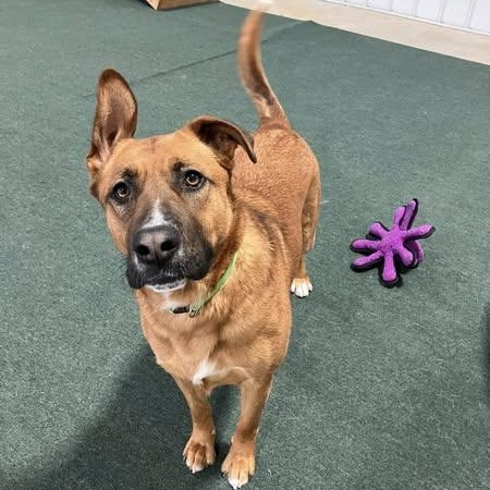 Enlarge Bellah, a Adoptable German Shepherd Dog in Lake Odessa, MI image 1/6