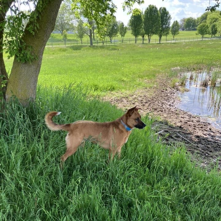 Enlarge Bellah, a Adoptable German Shepherd Dog in Lake Odessa, MI image 6/6