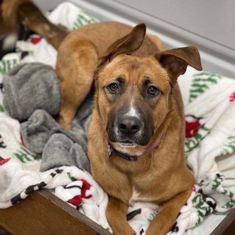 Enlarge Bellah, a Adoptable German Shepherd Dog in Lake Odessa, MI image 5/6