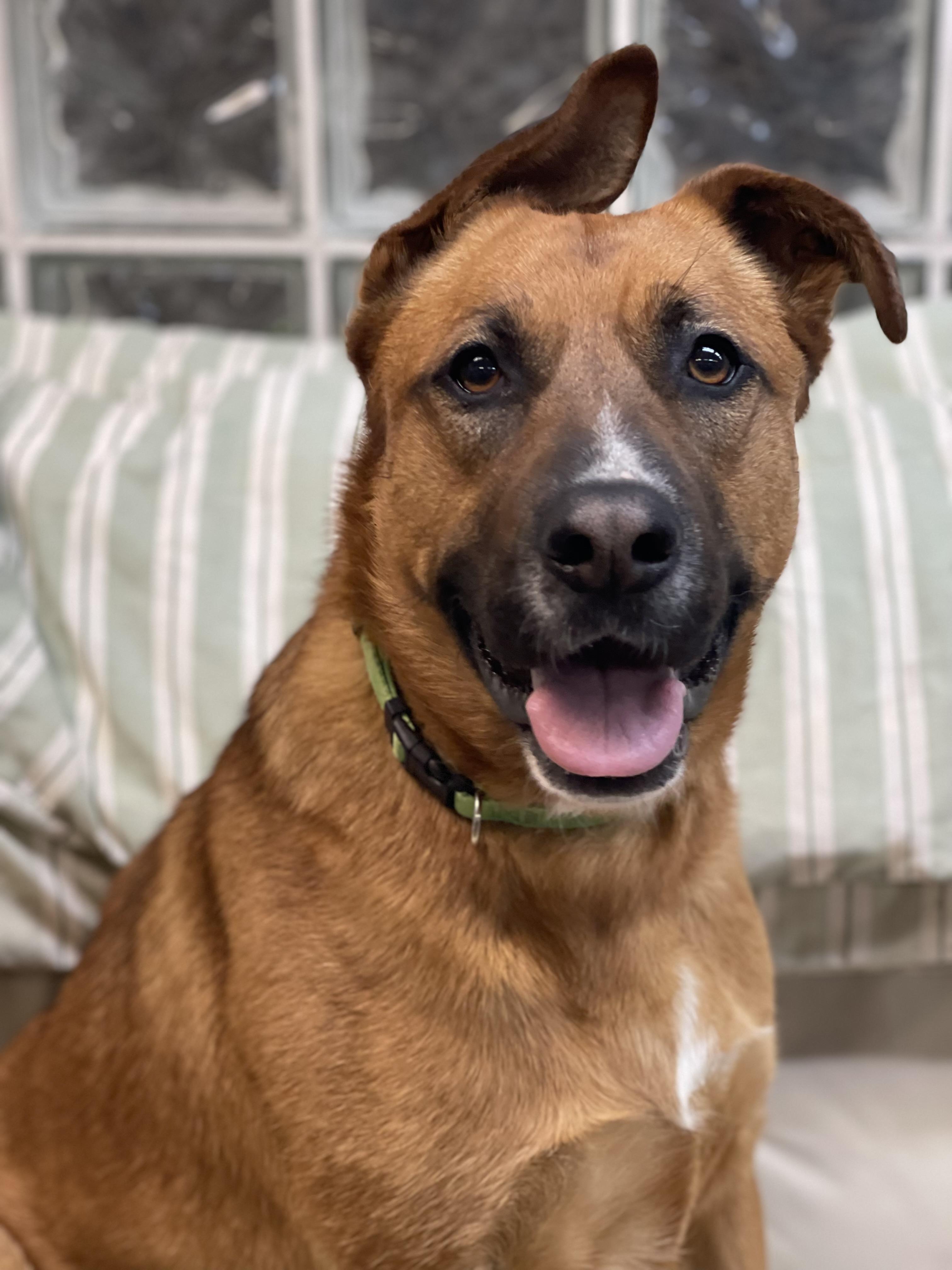 Enlarge Bellah, a Adoptable German Shepherd Dog in Lake Odessa, MI image 3/6