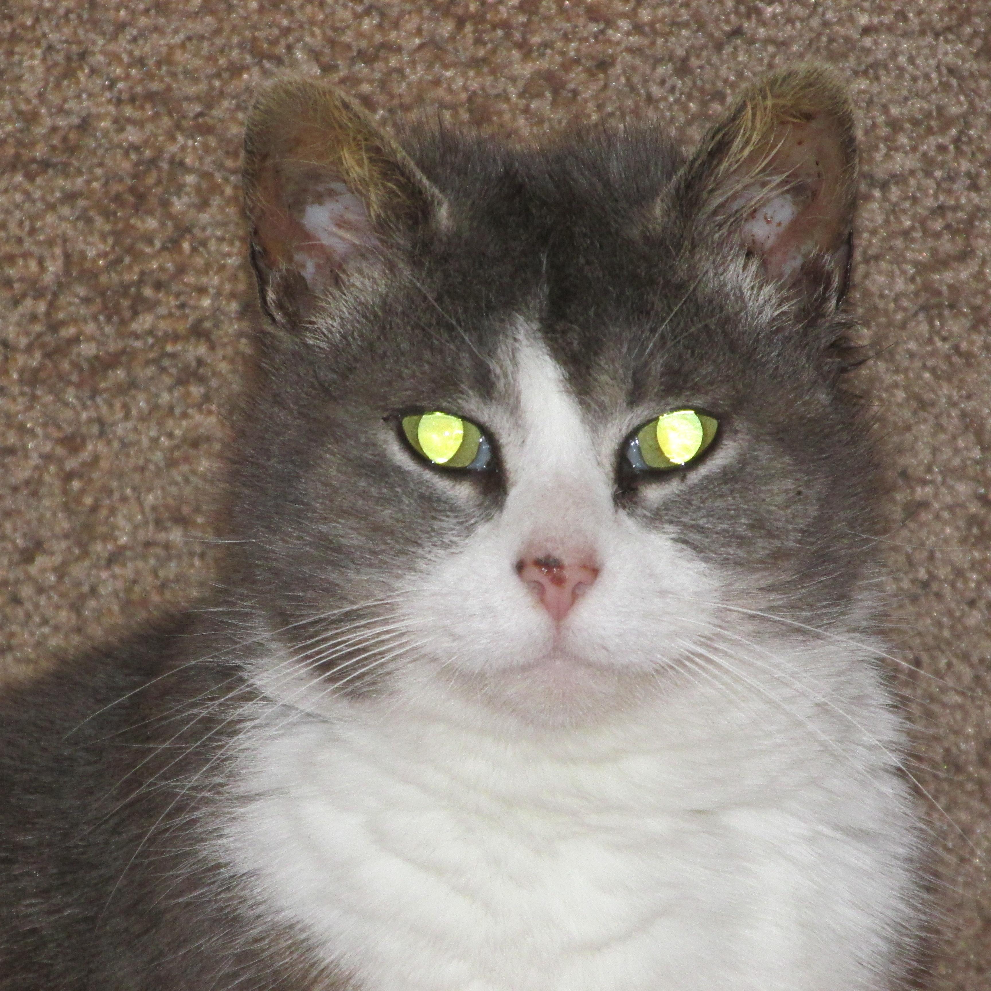 PRINCESS 2 photo 2