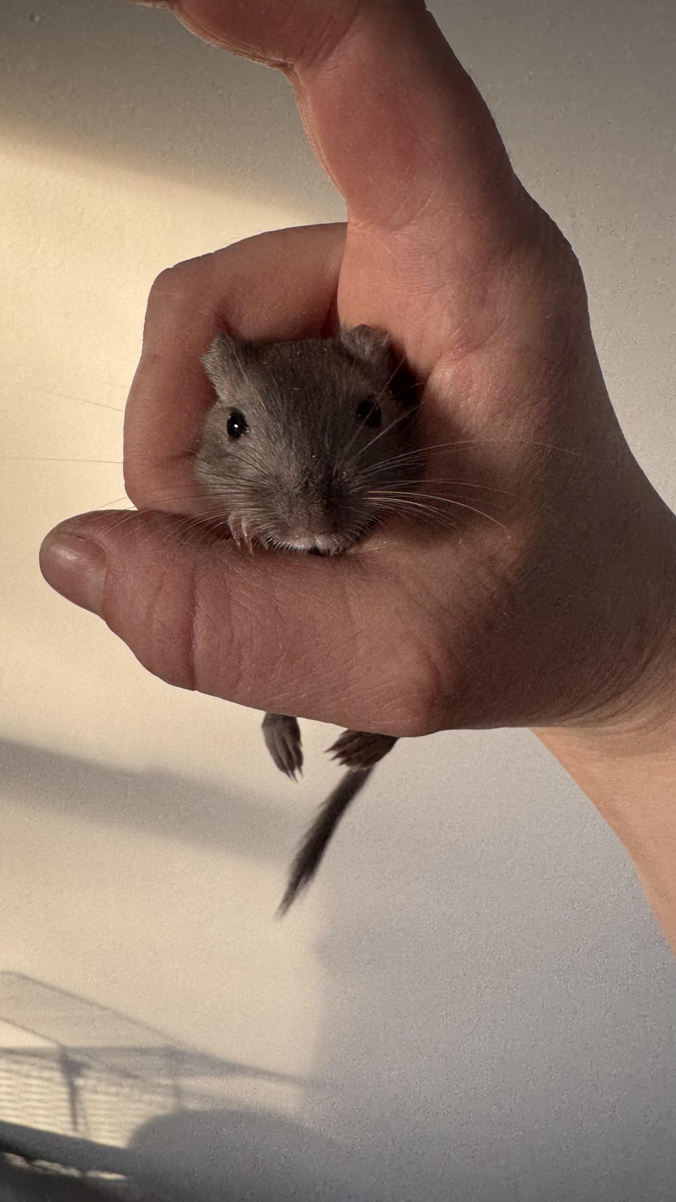 Enlarge Spring, a Adoptable Gerbil in ALBANY, NY image 1/5