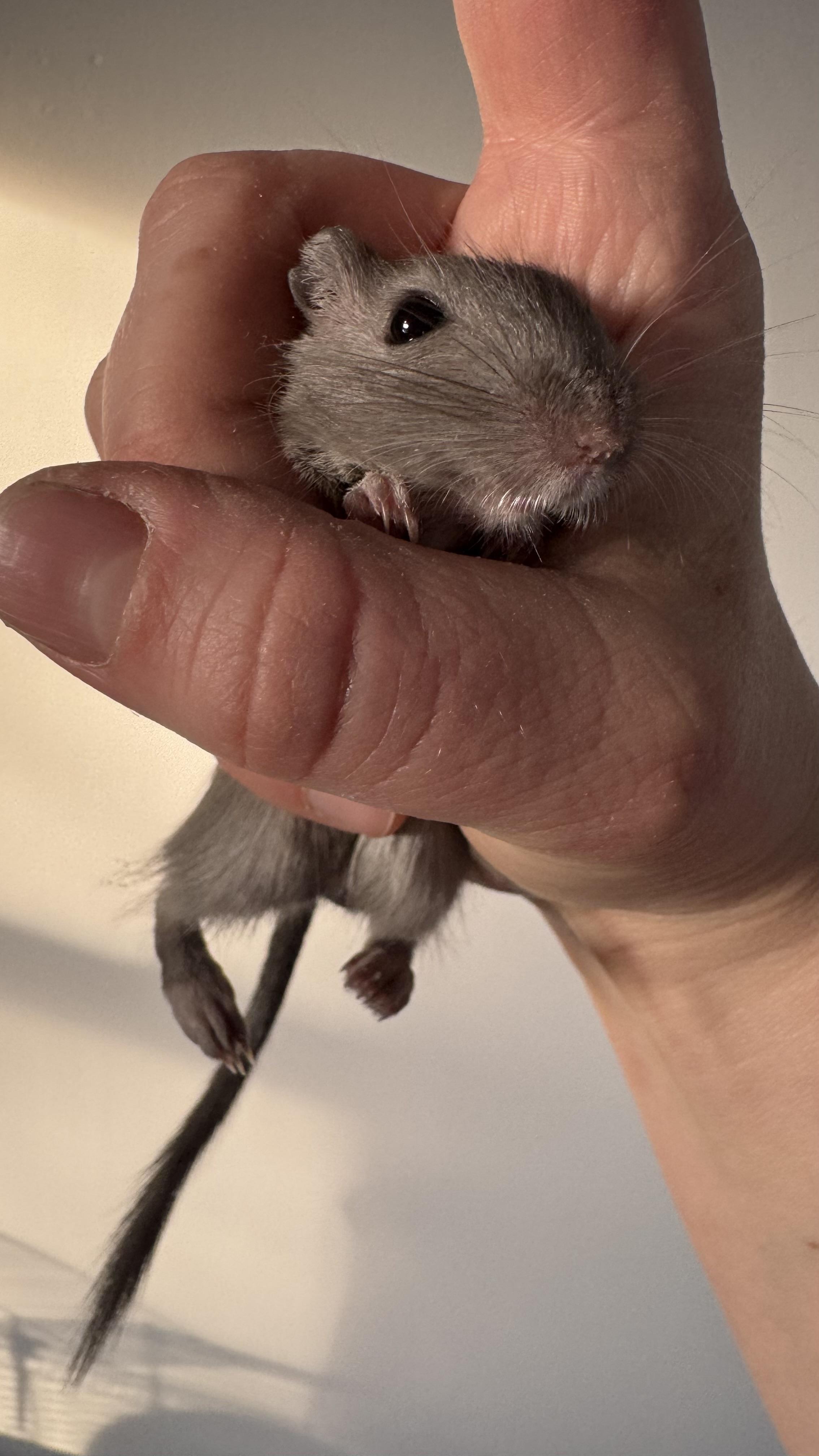Enlarge Spring, a Adoptable Gerbil in ALBANY, NY image 3/5