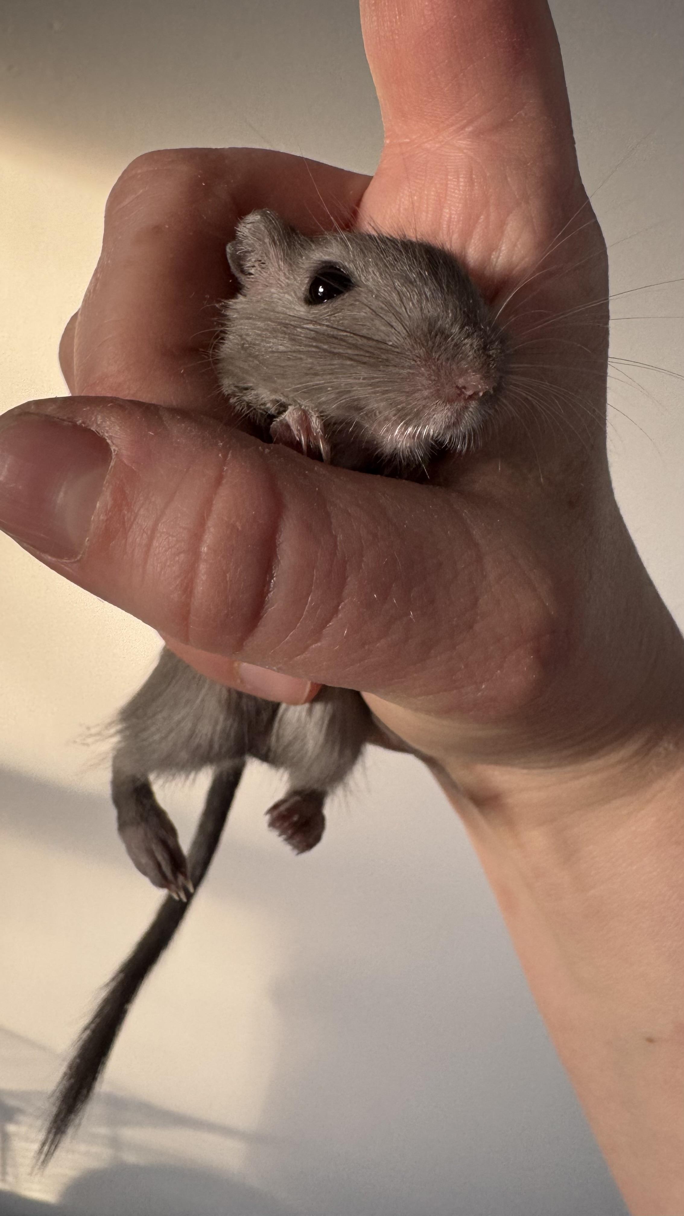 Enlarge Spring, a Adoptable Gerbil in ALBANY, NY image 5/5