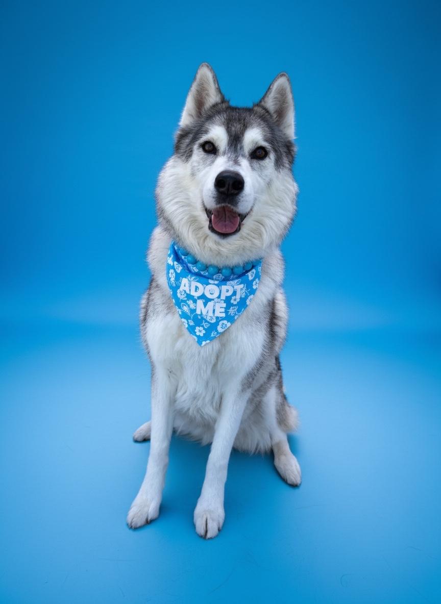 Enlarge Chickadee- ADOPT Me, a ADOPTABLE Husky in Redondo Beach, CA image 5/5