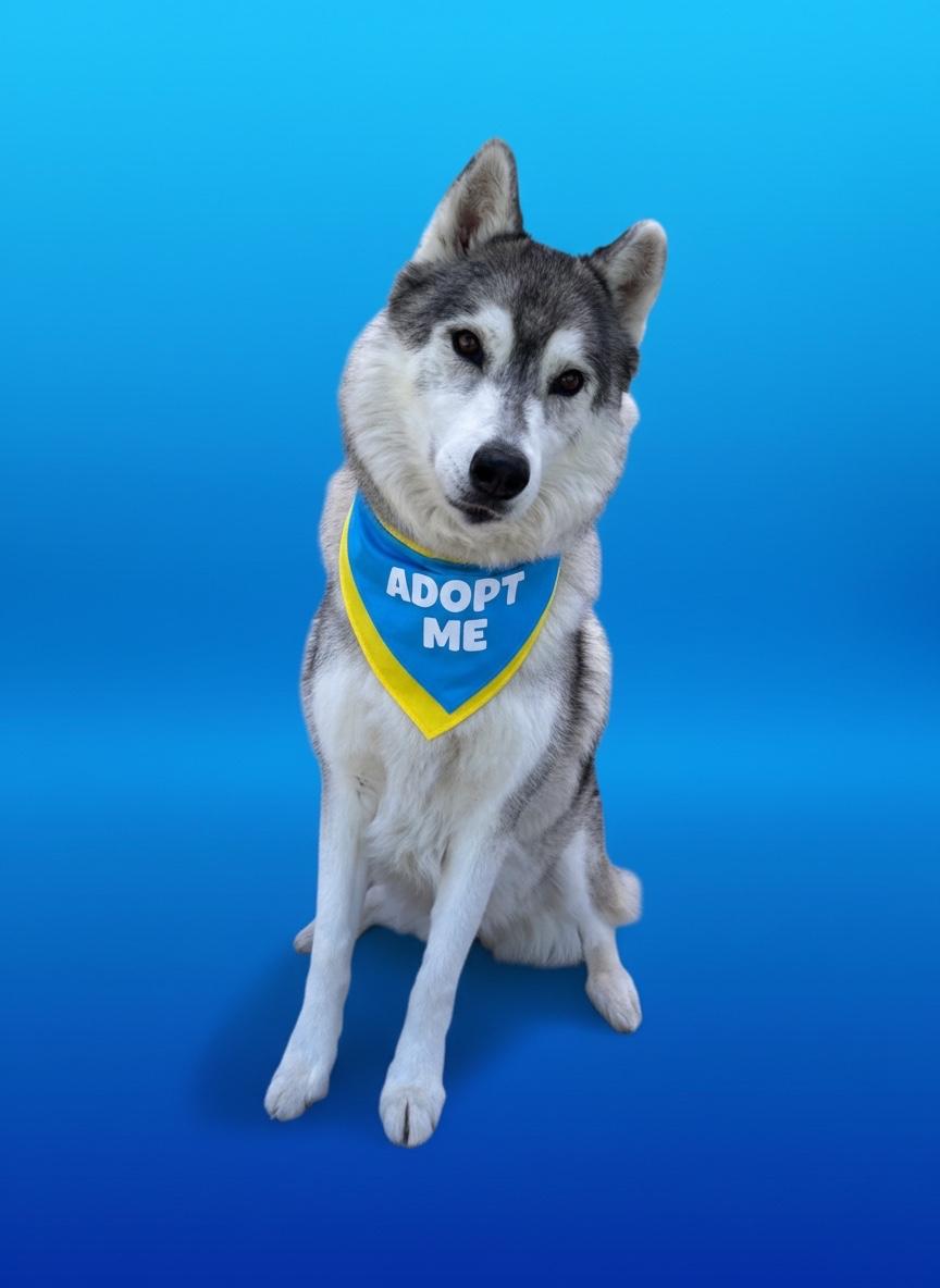Enlarge Chickadee- ADOPT Me, a ADOPTABLE Husky in Redondo Beach, CA image 2/5