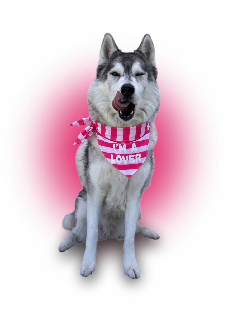 Chickadee- ADOPT Me, ADOPTABLE, Adult Female Husky.