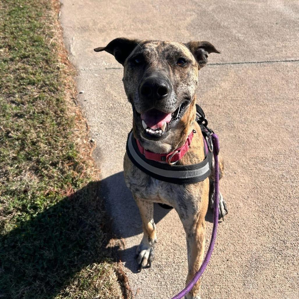 SHERE KHAN, a Adoptable mixed breed in Kyle, TX image 2/6