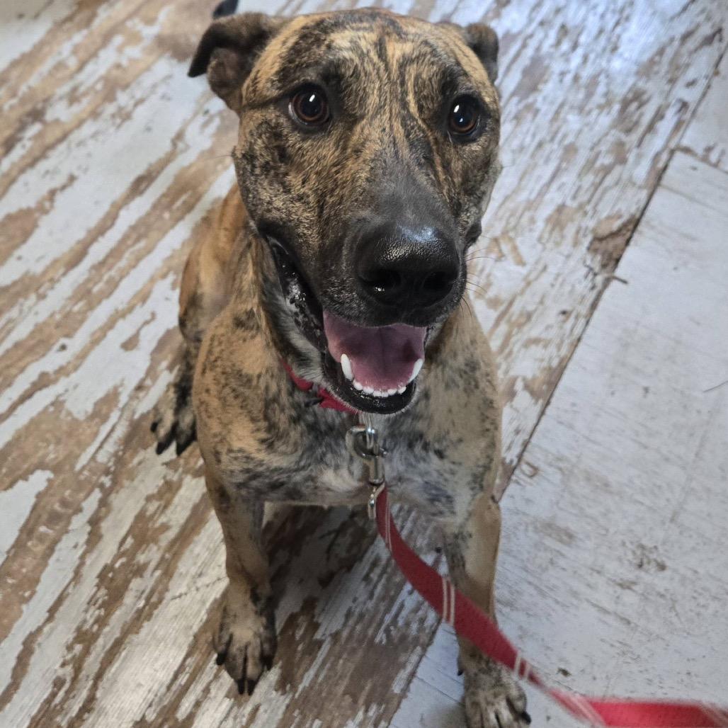 SHERE KHAN, a Adoptable mixed breed in Kyle, TX image 4/6